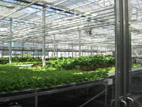 coolhouse (1)