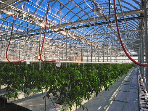 lufa-farms-serreinterieure